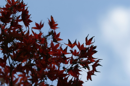 red maple leavesの写真素材