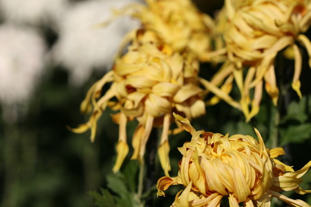 chrysanthemum flowerの写真素材