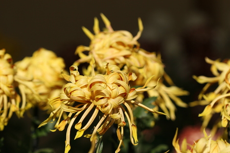 chrysanthemum flowerの写真素材