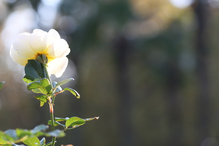 rose flowerの写真素材