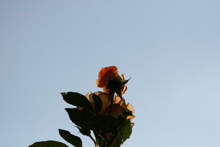 rose flowerの写真素材