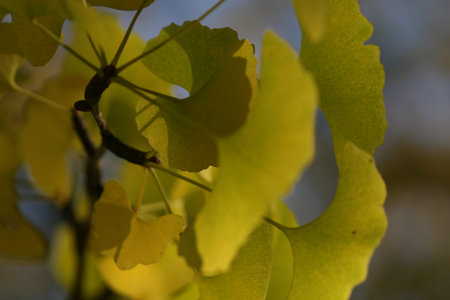 ginkgo tree