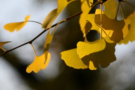 ginkgo tree
