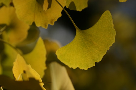 ginkgo leafの写真素材