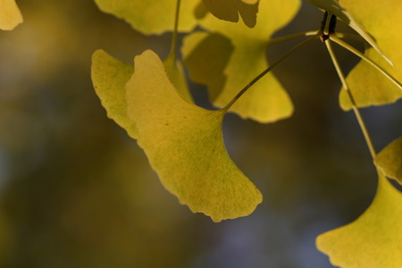 ginkgo leafの写真素材