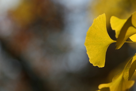 ginkgo leafの写真素材