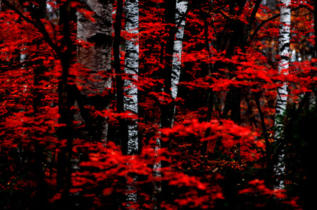 Mapleの写真素材