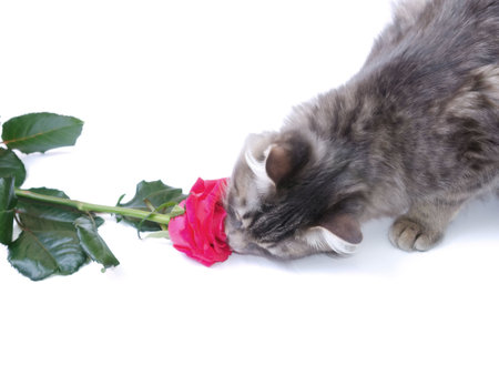 Kitten and a red rose on a white backgroundの写真素材
