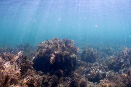 Black sea underwaterの写真素材