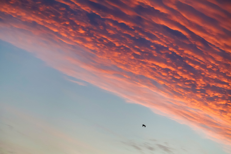 fire sunset over the forestの写真素材