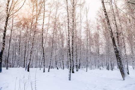 deciduous forest in winterの写真素材