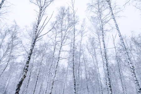 deciduous forest in winterの写真素材