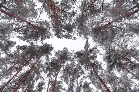 coniferous forest in winterの写真素材