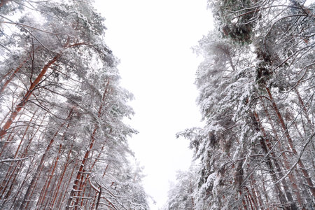 coniferous forest in winterの写真素材