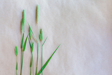 field of grassの写真素材