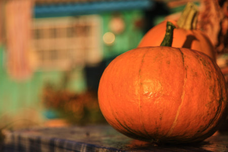 autumn vegetables