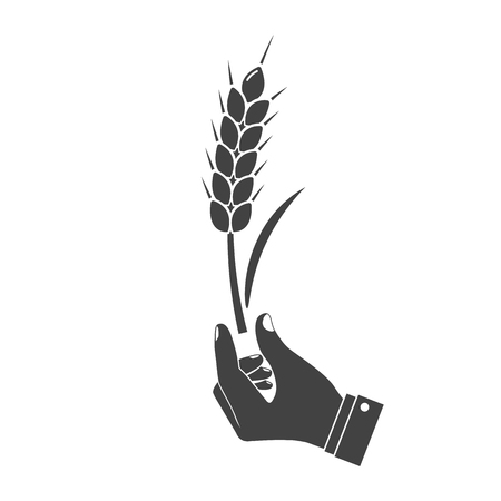 Man holding in hand wheat ear, black icon isolated on white background. Wheat spike holding farmer, peasant. Development agriculture, farming. Symbol of harvest. Vector illustration silhouette design.のイラスト素材