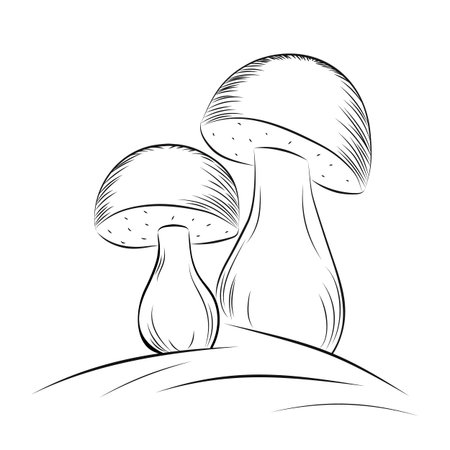 White mushrooms vectorのイラスト素材