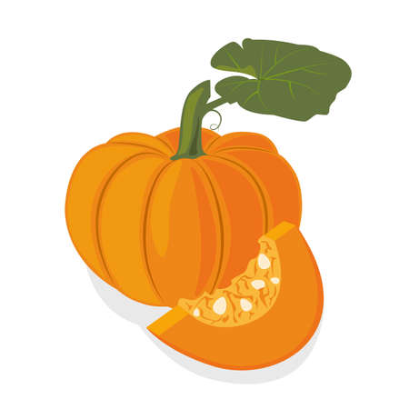 Fresh ripe orange pumpkinのイラスト素材