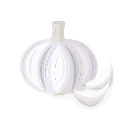 Garlic icon. Organic natural healthy vegetable plant. Natural product. Menu diet. Vector illustration flat design. Isolated on white background.のイラスト素材