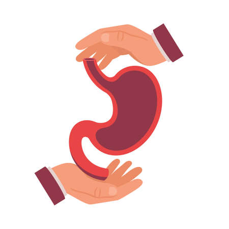 Hands protect the human stomach. Vector illustration flat design. Isolated on white background. Concept of Healthcare. Safety of the digestive system.のイラスト素材