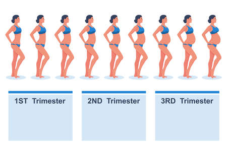 Stages of pregnancy. Pregnant women. Changes in the body of a woman during pregnancy. Trimesters female. Infographic elements. Vector illustration flat design. Isolated on white background.のイラスト素材