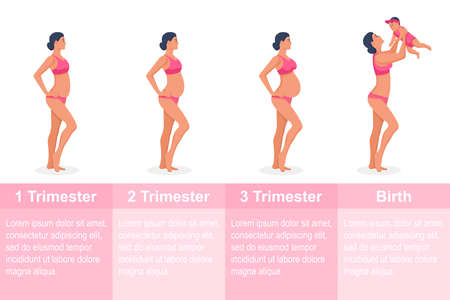 Stages of pregnancy. Pregnant women. Changes in the body of a woman during pregnancy. Trimesters female. Infographic elements. Vector illustration flat design. Isolated on white background.のイラスト素材