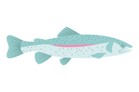 Rainbow trout. Fish isolated on white background. Vector illustration flat design.のイラスト素材