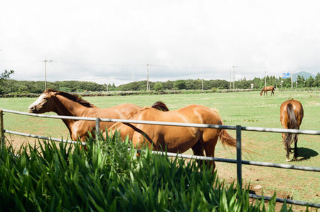 Brown horses grazing in an open meadow under large white clouds in Jeju, South Korea. Serene...