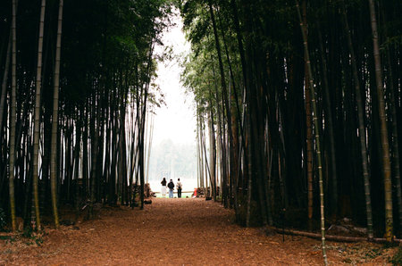 Seogwipo, Jeju, South Korea - March 20, 2026: Visitors walking through a bamboo grove at Daehan Ranchのeditorial素材