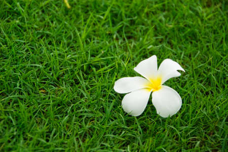 flower on grassの写真素材