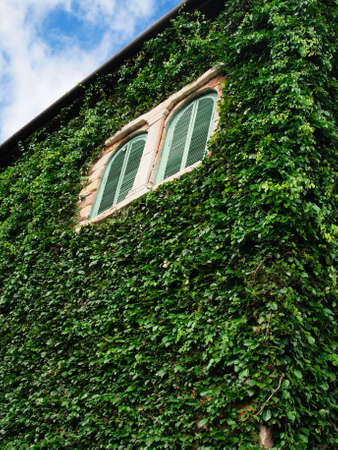 green wall and windowの写真素材