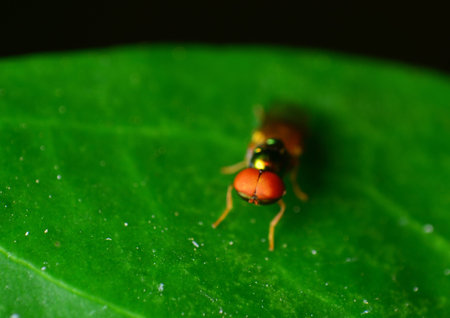 macro of a fly