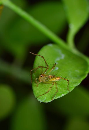 macro shot of a spider