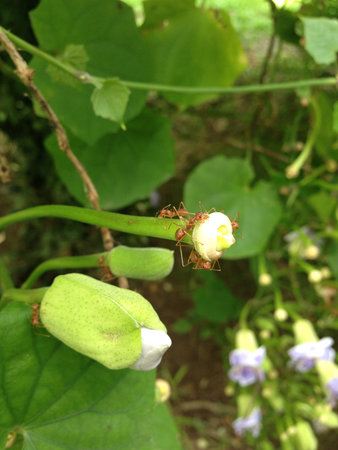 flower infested with antsの素材