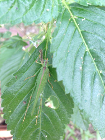 Grasshopper on leaves