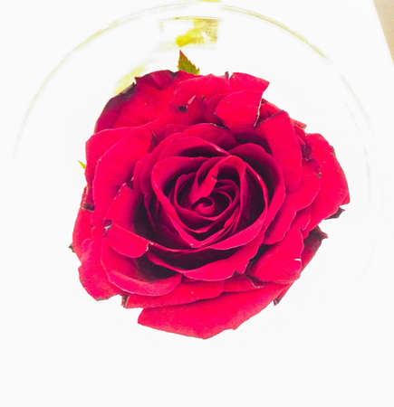 Red roseの素材