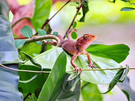 chameleon in the gardenの写真素材