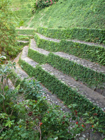 step retaining wall with creeper plantの写真素材