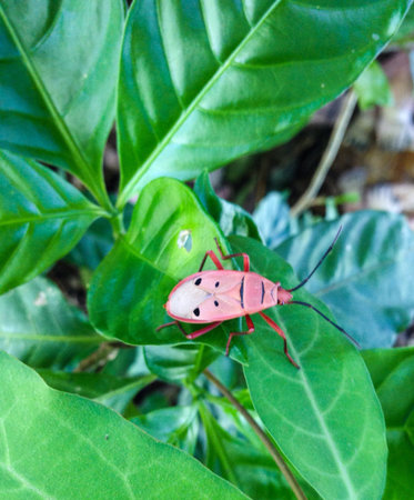 Red bug in the garden