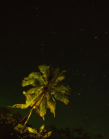 coconut tree with starry skyの写真素材