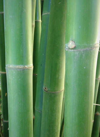 Bamboo の素材