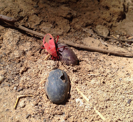 Red bug feed on the ground