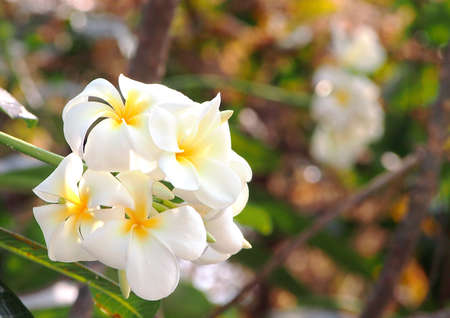 yellow white templetree flower の写真素材