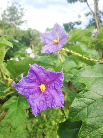 Violet flowers of brazilian potato treeの素材