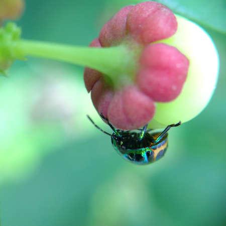 green ladybug in the backyardの写真素材