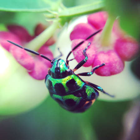 green ladybug in the backyardの写真素材