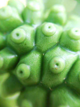 dots texture of green beach mulberryの写真素材