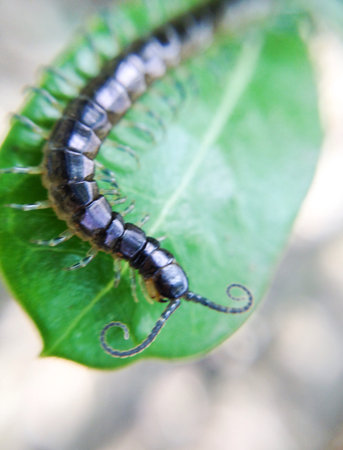 Curve mustache centipede on a leafの素材