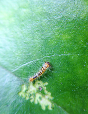 Yellow hairy caterpillarの素材